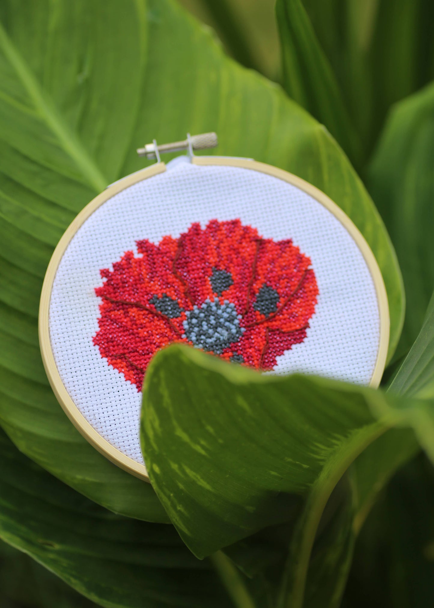 Royal Horticultural Society Cross Stitch, Poppy, 14cm